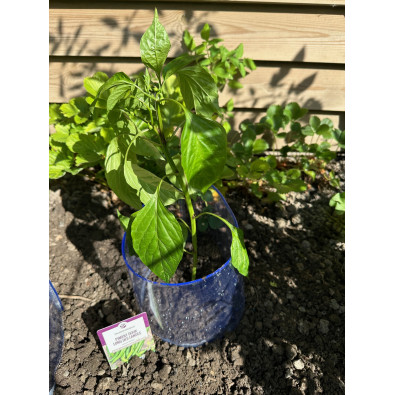 Mise en place dans le potager